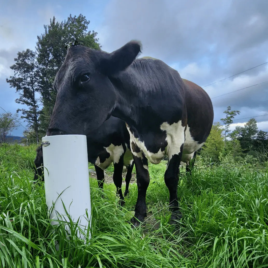 Drinking Post Ultimate Watering Post