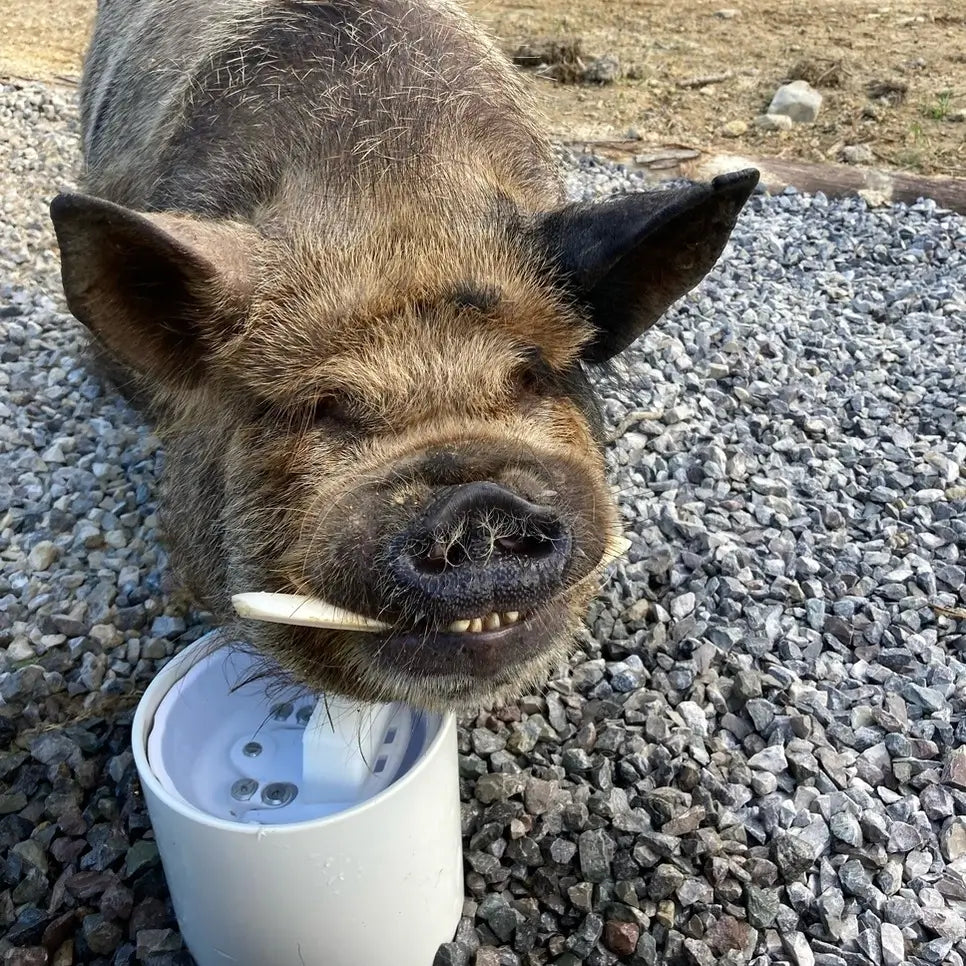 Drinking Post Ultimate Pig Paddle Attachement